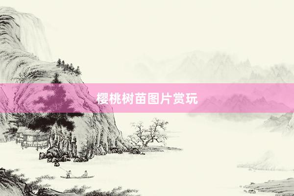 樱桃树苗图片赏玩